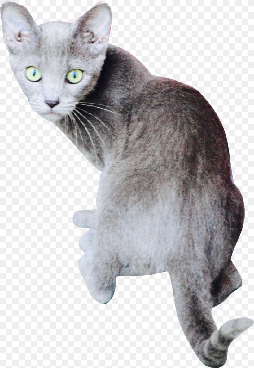 Russian Blue Burmese Cat Korat German Rex American Wirehair, PNG, 1105x1600px, Russian Blue, American Wirehair, Animal, Asian, Australian Mist Download Free