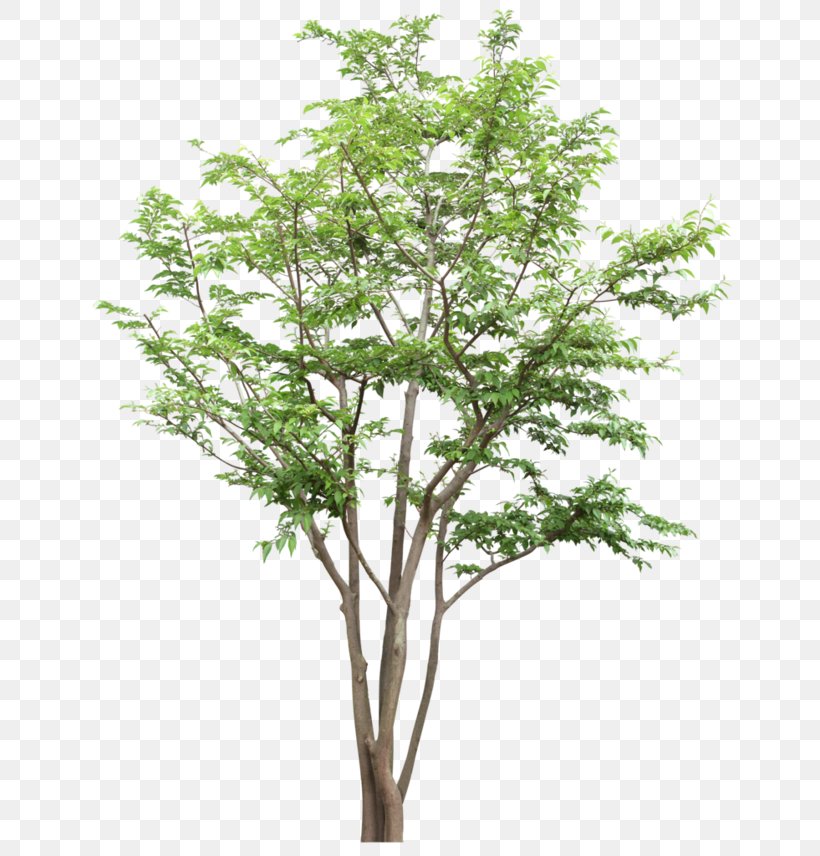 Tree Citxe9 Joie Socixe9txe9 Coopxe9rative Computer File, PNG, 658x856px, Tree, Branch, Computer Graphics, Data, Grass Download Free