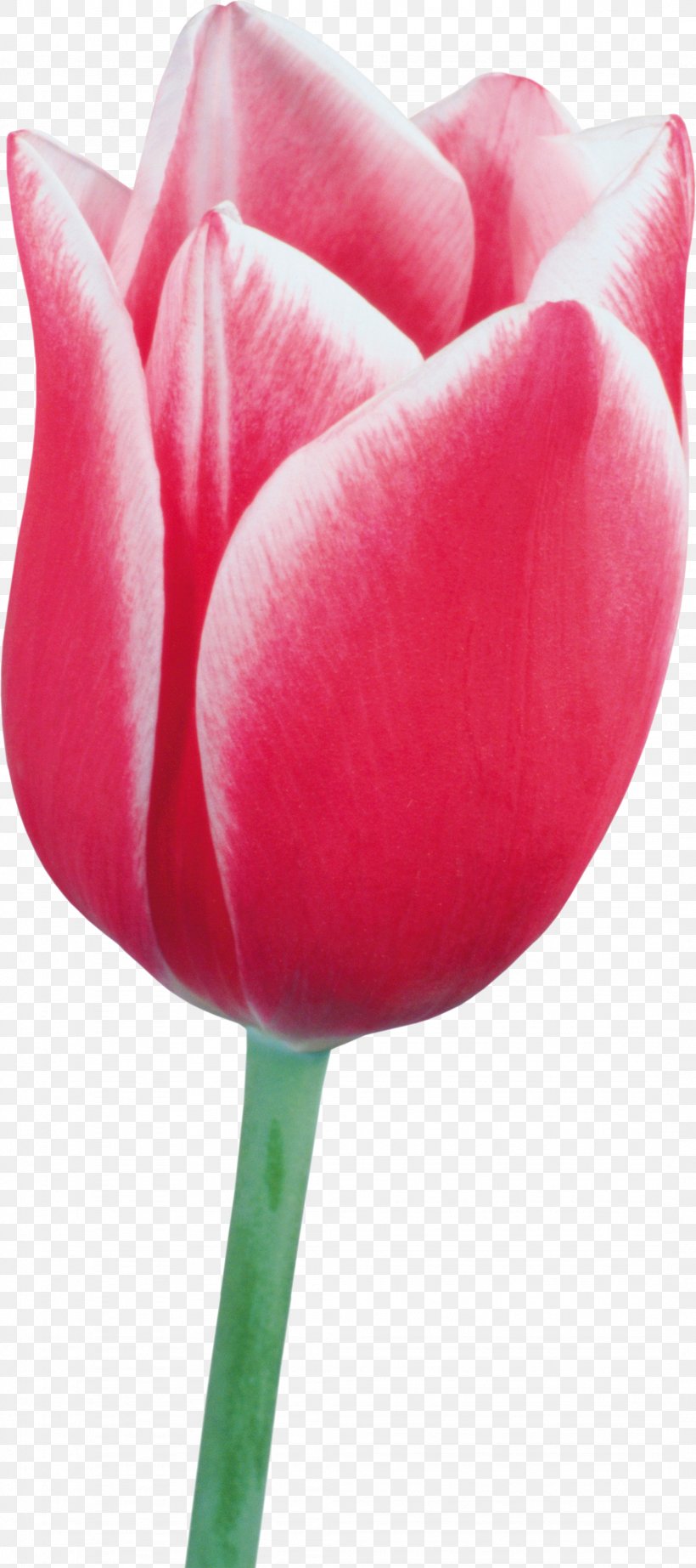 Tulip Cut Flowers Plant Liliaceae, PNG, 2151x4842px, Tulip, Close Up, Cut Flowers, Flower, Flowering Plant Download Free