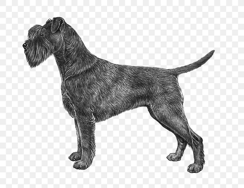 Boxer Vizsla Maltese Dog Drawing, PNG, 800x633px, Boxer, Carnivoran, Cesky Terrier, Coat, Dog Download Free