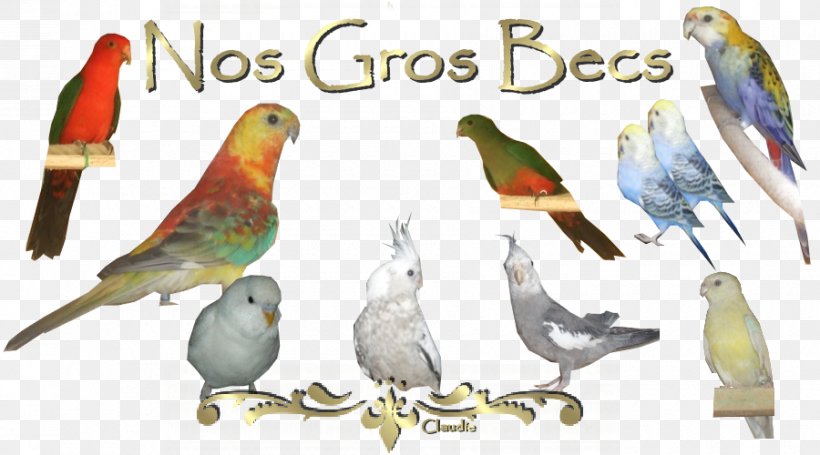Budgerigar Lovebird Parrot Parakeet, PNG, 900x500px, Budgerigar, Beak, Bird, Bird Of Prey, Bird Supply Download Free