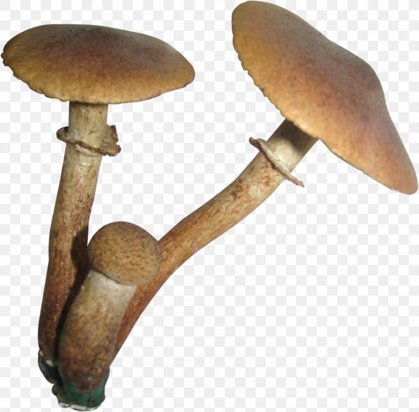 Edible Mushroom Pleurotus Eryngii, PNG, 1706x1682px, Edible Mushroom, Dots Per Inch, Fruit, Fungus, Image Resolution Download Free