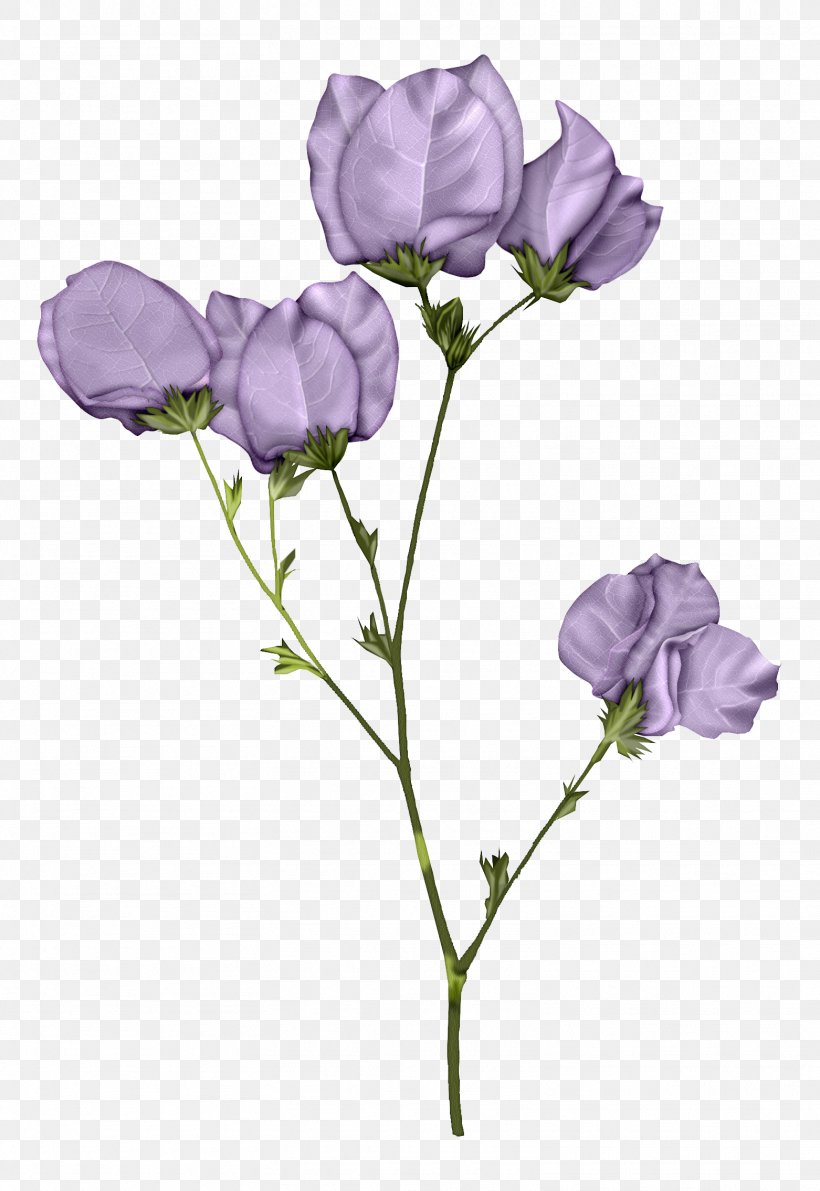 Garden Roses, PNG, 1562x2270px, Flower, Balloon Flower, Bellflower, Bellflower Family, Blue Download Free