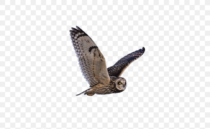 Owl Bird Symbol Gray Wolf, PNG, 500x505px, Owl, Accipitriformes, Barn Owl, Beak, Bird Download Free