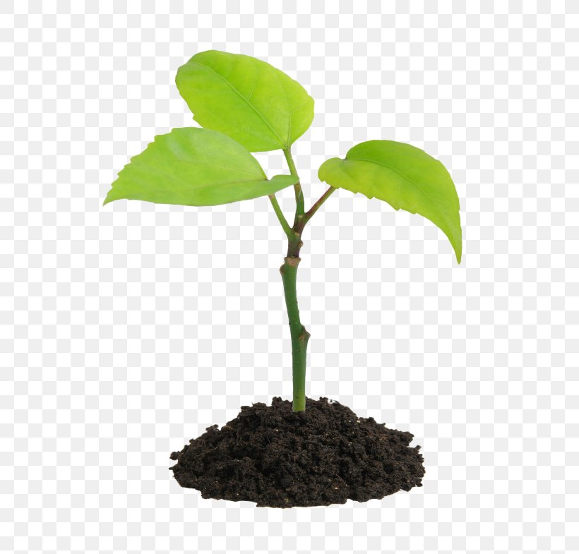 Plant Stock Photography Soil Seedling, PNG, 650x785px, Plant, Flowerpot, Houseplant, Hydroponics, Leaf Download Free