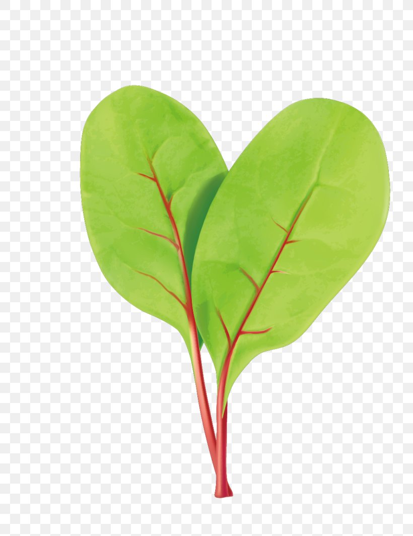Leaf Euclidean Vector, PNG, 1025x1330px, Leaf, Green, Heart, Leaf Vegetable, Plant Download Free