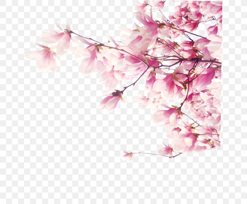Aska Tutunan Kalpler Desktop Wallpaper Cherry Blossom, PNG, 658x678px, Cherry Blossom, Blossom, Branch, Computer, Floral Design Download Free