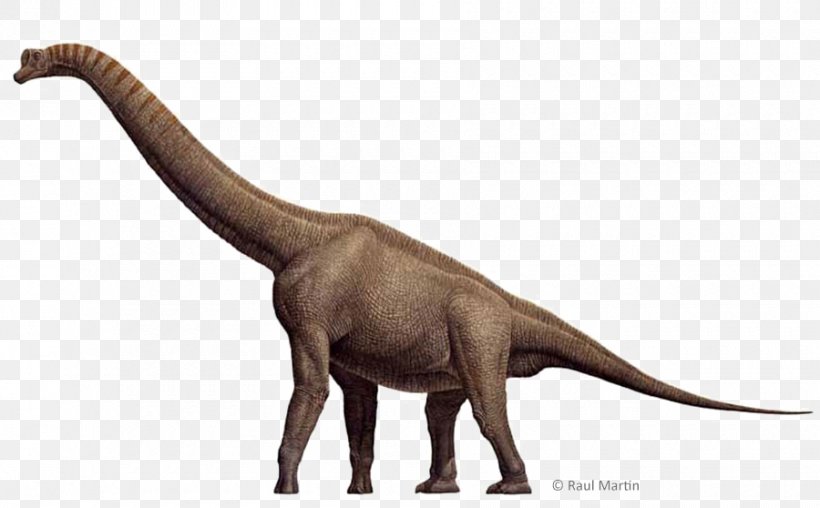 Brachiosaurus Spinosaurus Stegosaurus Tyrannosaurus Sauropoda, PNG, 900x558px, Brachiosaurus, Animal, Animal Figure, Apatosaurus, Cetiosaurus Download Free
