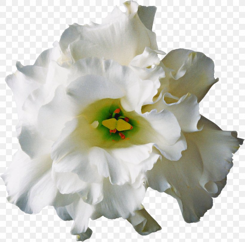 Flowers Bouquet, PNG, 1091x1080px, White, Amaryllis Family, Blue, Blume, Cattleya Download Free