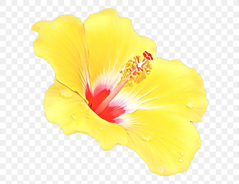 Hibiscus Flower Yellow Petal Hawaiian Hibiscus, PNG, 650x631px, Cartoon, Chinese Hibiscus, Flower, Flowering Plant, Hawaiian Hibiscus Download Free