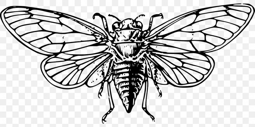Insect Coloring Book Cicadas Clip Art, PNG, 1280x640px, Insect, Animal, Arthropod, Artwork, Black And White Download Free