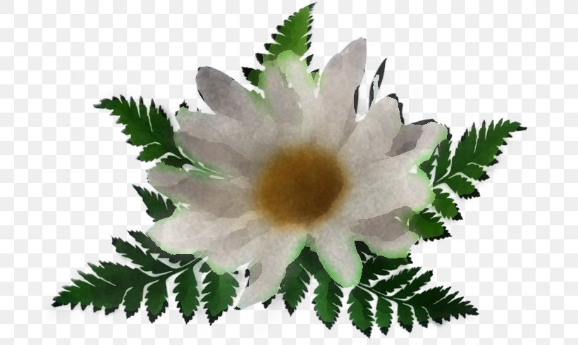 Flower Plant Leaf Petal Wildflower, PNG, 700x490px, Flower, Leaf, Petal, Plant, Wildflower Download Free