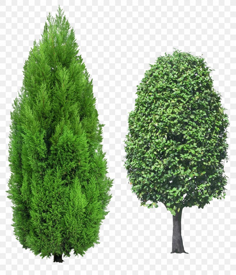 Mediterranean Cypress Tree Evergreen Clip Art, PNG, 1097x1280px, Mediterranean Cypress, Biome, Conifer, Cupressus, Cypress Family Download Free