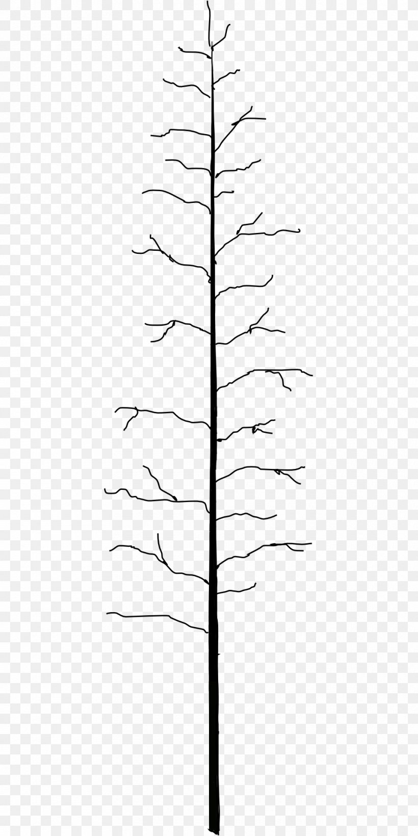 Twig Line Plant Stem Leaf Angle, PNG, 960x1920px, Twig, Black And White, Branch, Conifer, Leaf Download Free