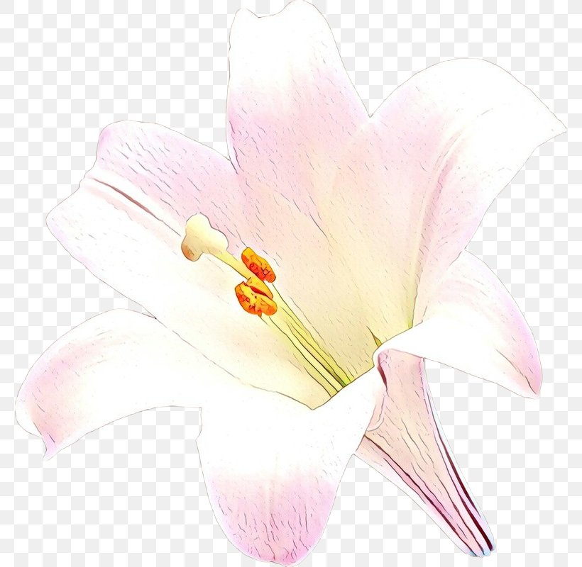 White Flower Petal Pink Flowering Plant, PNG, 777x800px, Cartoon, Anthurium, Arum, Flower, Flowering Plant Download Free