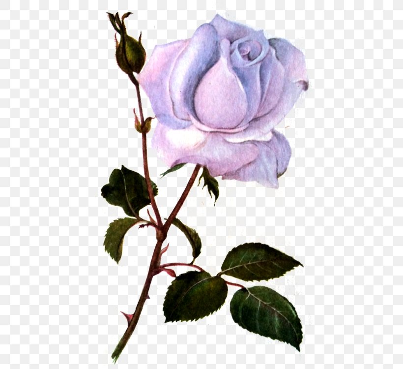Cabbage Rose Garden Roses Floribunda Flower Blue Rose, PNG, 477x750px, Cabbage Rose, Black Rose, Blue, Blue Rose, Branch Download Free