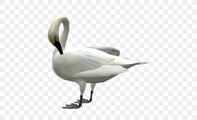 Cygnini Swan Goose Duck Bird, PNG, 500x500px, Cygnini, Anatidae, Anseriformes, Beak, Bird Download Free