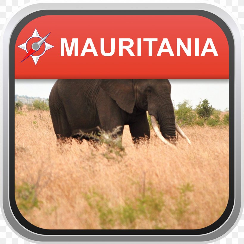 Desktop Wallpaper Felidae Computer Monitors African Elephant 4K Resolution,  PNG, 1024x1024px, 4k Resolution, Felidae, African Elephant,