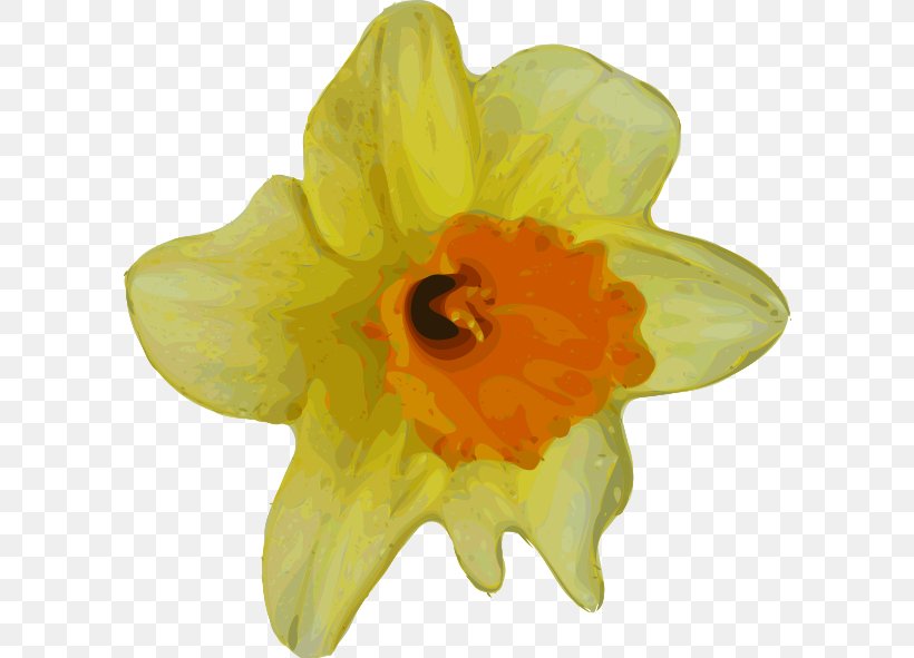 Flower Daffodil Clip Art, PNG, 600x591px, Flower, Amaryllis Family, Color, Daffodil, Drawing Download Free