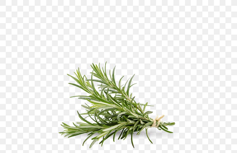 Pianta Aromatica Rosemary Leaf Garden Cress, PNG, 479x530px, Pianta Aromatica, Aroma, Condiment, Food, Garden Cress Download Free
