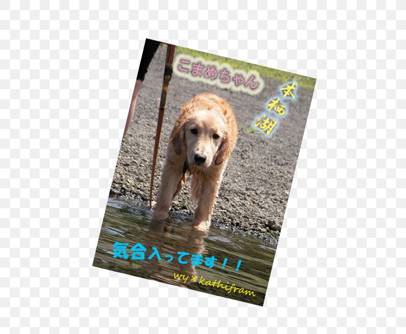 Puppy Dog Advertising Snout Crossbreed, PNG, 575x674px, Puppy, Advertising, Carnivoran, Crossbreed, Dog Download Free