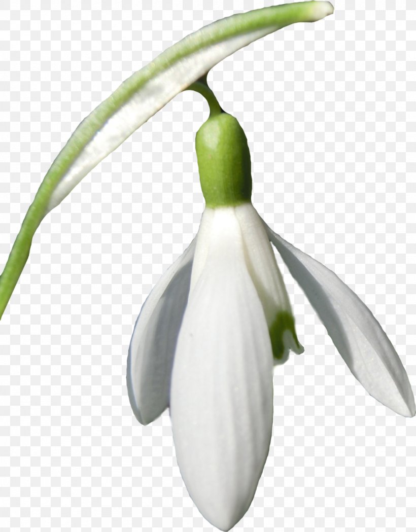 Snowdrop Flower Clip Art, PNG, 1024x1311px, Snowdrop, Amaryllis, Amaryllis Family, Flower, Flowering Plant Download Free