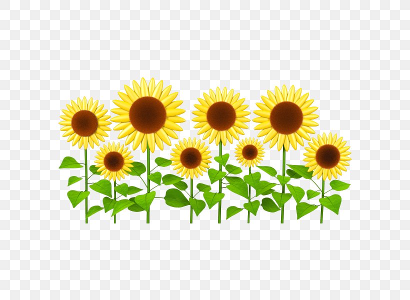 Sticker Wall Decal Common Sunflower Clip Art, PNG, 600x600px, Sticker, Adhesive, Annual Plant, Common Sunflower, Daisy Family Download Free