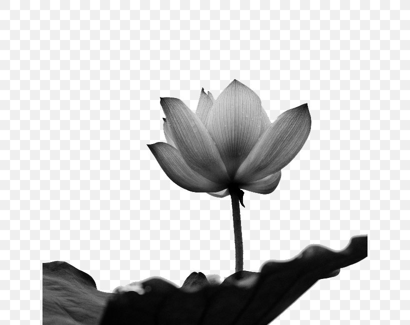 Black And White Software, PNG, 650x650px, Black And White, Art, Chinese Painting, Designer, Flora Download Free