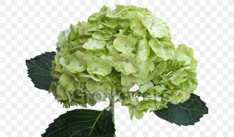 Green French Hydrangea Flower Color Petal, PNG, 640x480px, Green, Blue, Color, Common Daisy, Cornales Download Free