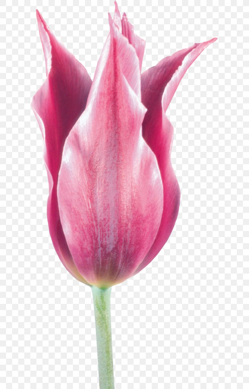 Tulip Cut Flowers Clip Art, PNG, 617x1280px, Tulip, Advertising, Bud, Close Up, Cut Flowers Download Free