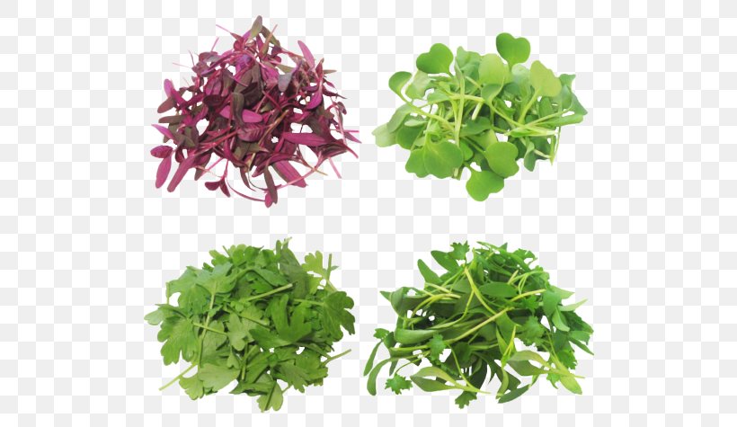 Microgreen Greens Produce Salad Curly Kale, PNG, 576x475px, Microgreen, Agriculture, Amaranth, Curly Kale, Flavor Download Free