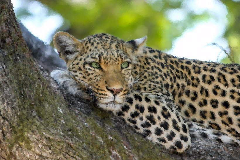 Snow Leopard Jaguar Wildcat Desktop Wallpaper, PNG, 2400x1600px, 4k Resolution, 8k Resolution, Leopard, Big Cat, Big Cats Download Free