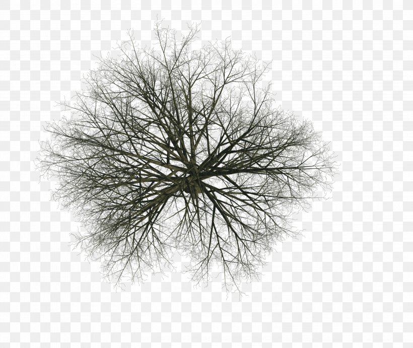 Tree Woody Plant Branch Twig Aufsicht, PNG, 3000x2531px, Tree, Architectural Drawing, Architecture, Aufsicht, Black And White Download Free