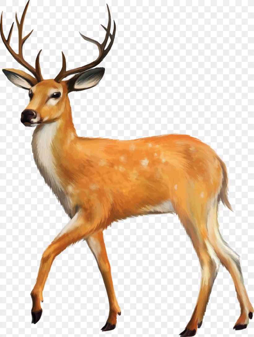 White-tailed Deer Animal Clip Art, PNG, 963x1280px, Deer, Animal, Animal Track, Antler, Elk Download Free