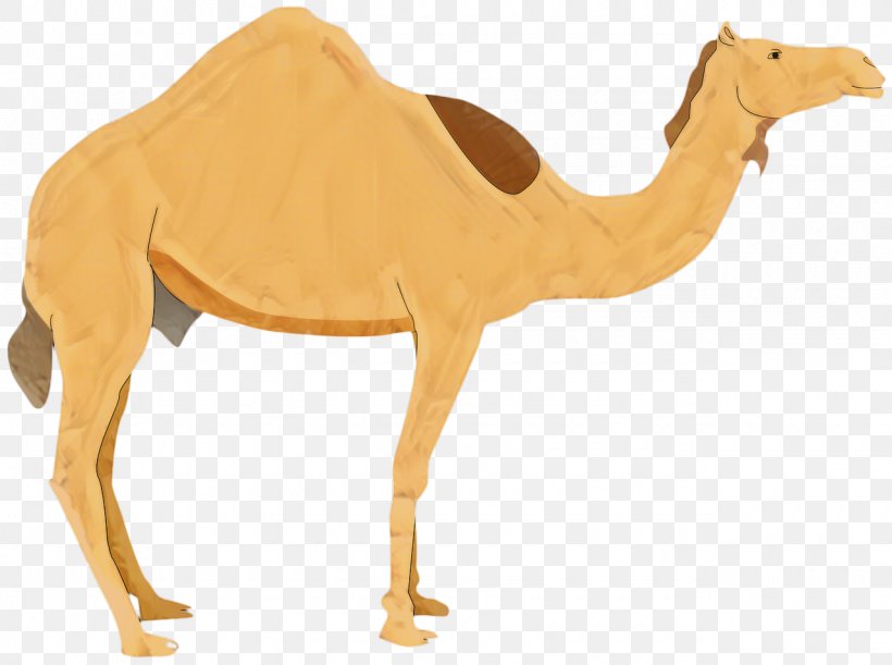 Animal Cartoon, PNG, 1280x955px, Dromedary, Animal, Animal Figure, Arabian Camel, Bactrian Camel Download Free