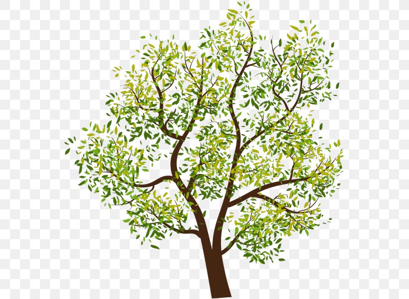 Tree Clip Art, PNG, 574x600px, Tree, Branch, Cottonwood, Drawing, Flora Download Free