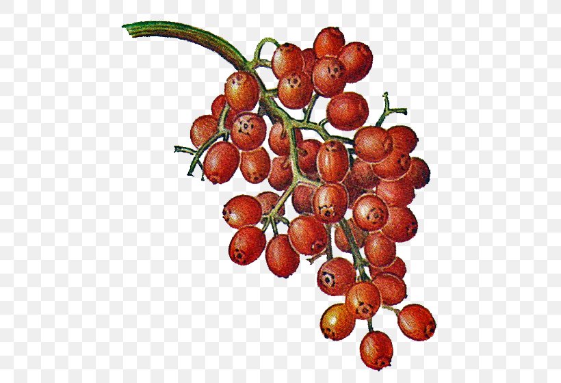 Berry Liqueur Eau De Vie Fruit Malus Sylvestris, PNG, 560x560px, Berry, Auglis, Cherry, Coulis, Drawing Download Free