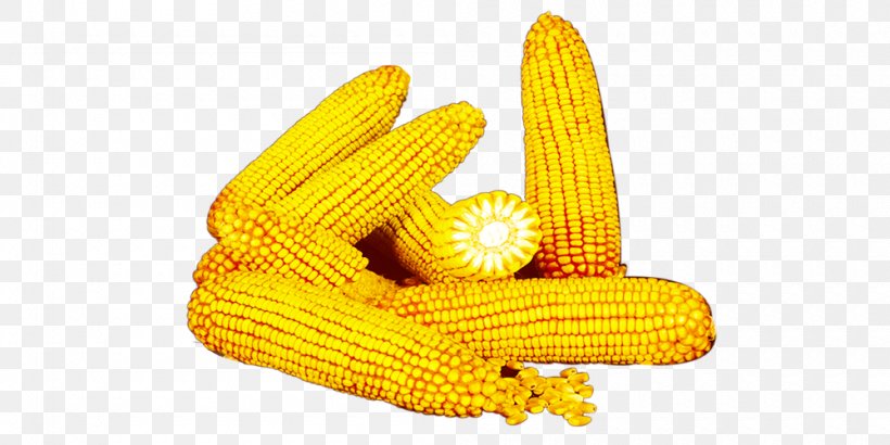Corn On The Cob Yellow Commodity, PNG, 1000x500px, Corn On The Cob, Commodity, Corn Kernel, Corn Kernels, Designer Download Free