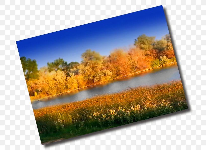 Ecosystem Meadow Nature Story, PNG, 726x599px, Ecosystem, Grass, Grass Family, Landscape, Meadow Download Free