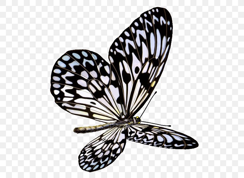 Butterfly Clip Art, PNG, 600x600px, Butterfly, Arthropod, Blog, Brush Footed Butterfly, Drawing Download Free