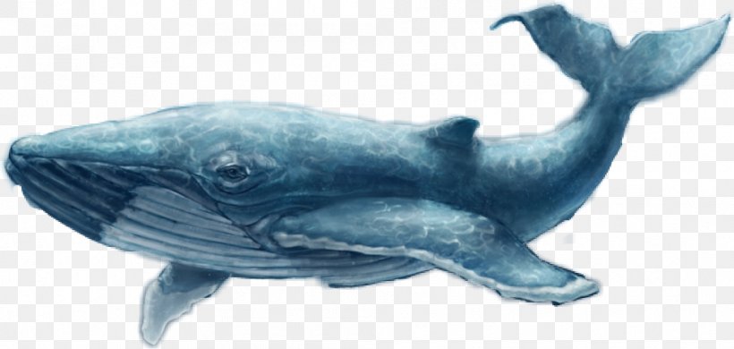Common Bottlenose Dolphin Blue Whale Game Iran, PNG, 991x472px, Common Bottlenose Dolphin, Blue Whale, Computer, Death, Dolphin Download Free