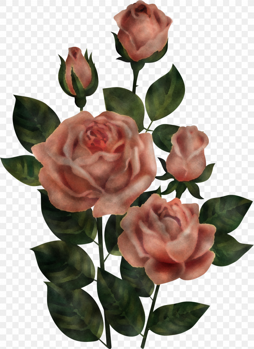 Garden Roses, PNG, 2181x3000px, Flower, Artificial Flower, Branch, Bud, Camellia Download Free