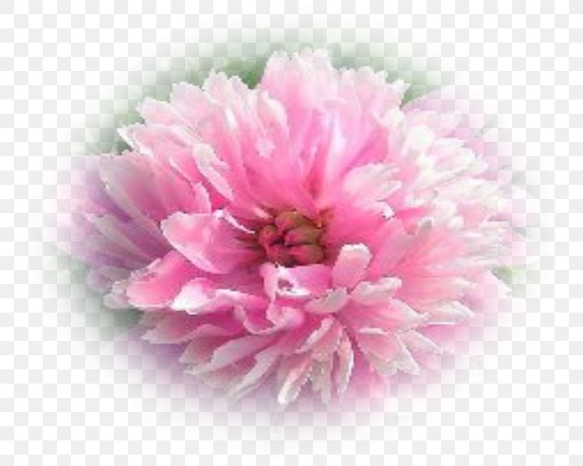Peony Garden Perennial Plant Paeonia Lactiflora Herbaceous Plant, PNG, 774x656px, Peony, Chrysanths, Dahlia, Flower, Flower Garden Download Free