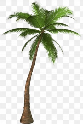 Palm Tree - Arecaceae Clip Art PNG