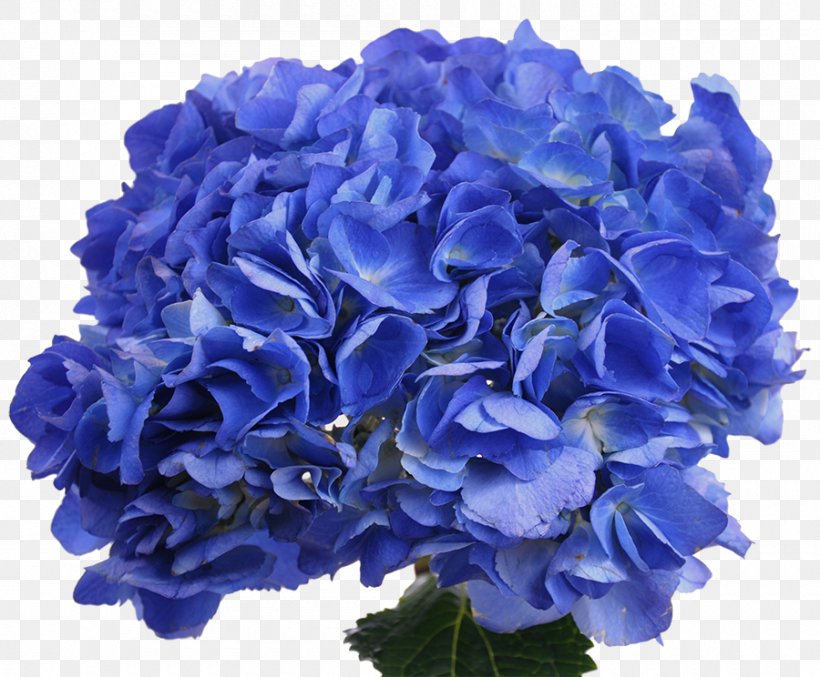 Blue Rose Hydrangea Cut Flowers Petal, PNG, 900x744px, Blue Rose, Annual Plant, Blue, Cobalt Blue, Cornales Download Free