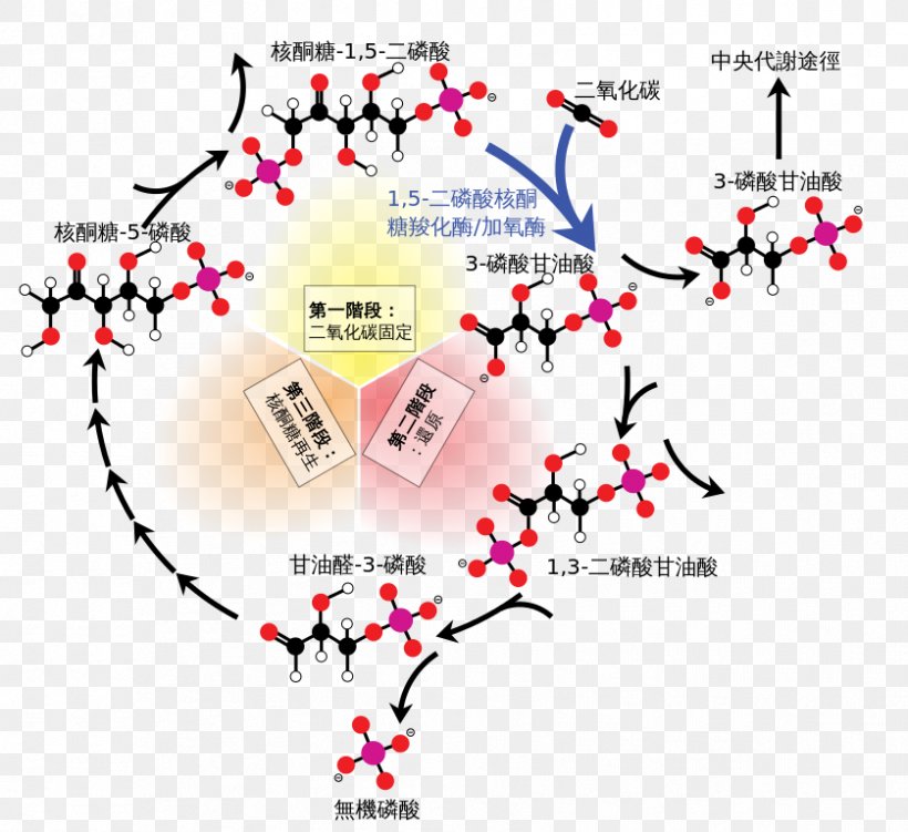 Calvin Cycle Light-independent Reactions Carbon Fixation Ribulose 1,5-bisphosphate Photosynthesis, PNG, 838x768px, Calvin Cycle, Adenosine Triphosphate, Area, Biology, C3 Carbon Fixation Download Free