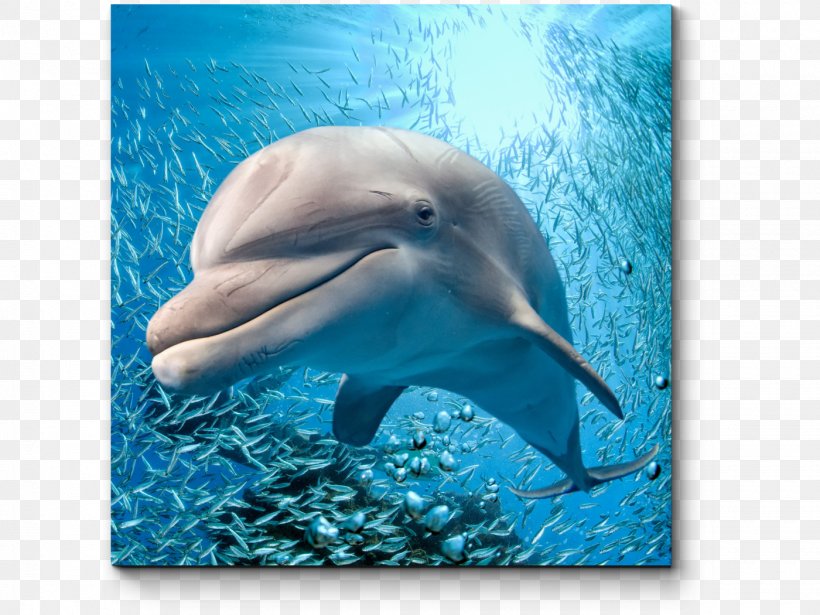 Common Bottlenose Dolphin Spinner Dolphin A Pod Of Dolphins Cetaceans, PNG, 1400x1050px, Common Bottlenose Dolphin, Aqua, Australian Snubfin Dolphin, Bottlenose Dolphin, Cetaceans Download Free