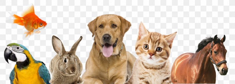 Dog Grooming Pet Shop Fofos E Fofuras, PNG, 957x342px, Dog, Animal, Carnivoran, Cat, Dog Breed Download Free