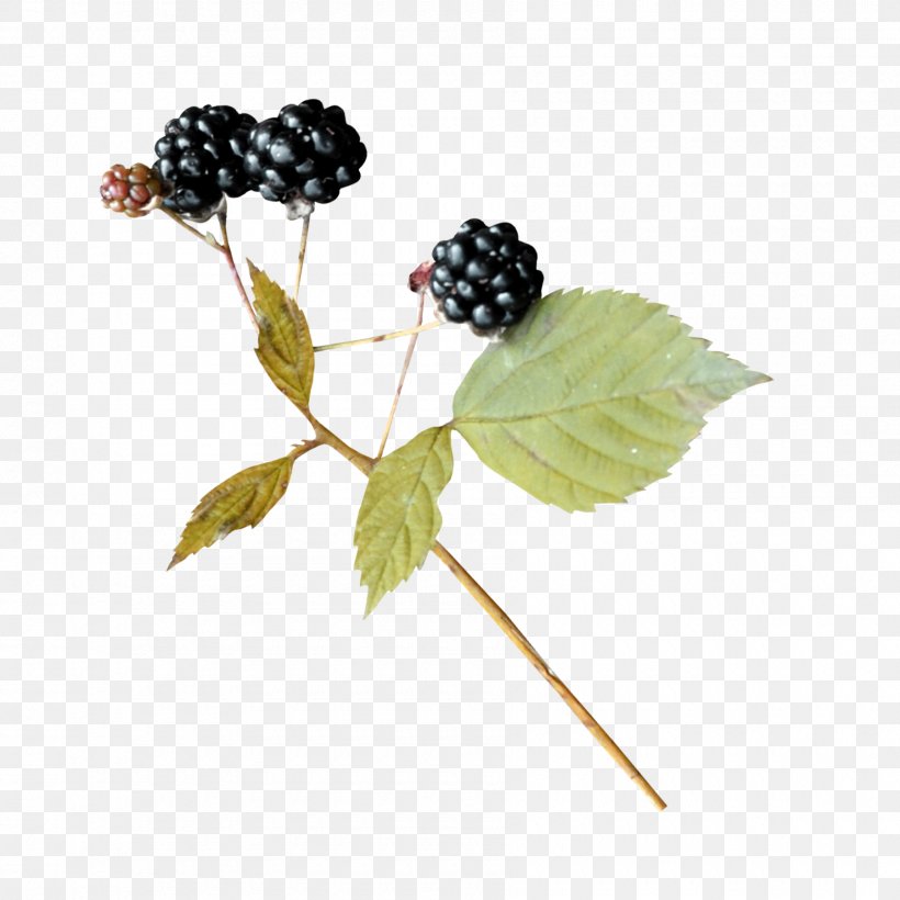 Fruit Image Mulberry JPEG, PNG, 1800x1800px, Fruit, Autumn, Berries, Berry, Blackberry Download Free