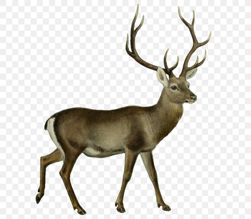 Reindeer Cartoon, PNG, 602x715px, Deer, Antler, Barren Ground Caribou, Deer Hunting, Elk Download Free